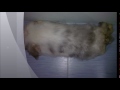 Click here to watch this video sanrio