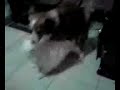 SISSY SI TROMBA LUNA !!!!! SISSY SI TROMBA LUNA !!!!!