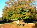 videos de Casa Rural Urbasa Urederra NÂº 195 - Haya OtoÃ±o 3 -Agroturismo Navarra- 20 -28752