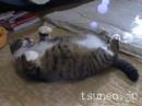 ドリームキャット♪ dream cat