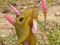 Giant Slug Feasting