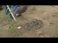 Bayou Bob's Rattlesnake Ranch