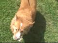 *ADOPTED* Pudge 4643198 Humane Society Colorado Adopt
