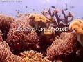 Live from Raja Ampat
