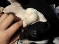 MI PERRITO NUEVO Q FEO JKASKAS NAAA