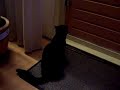 cat say NOU HOOR