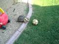 videos de Tortise Soccer