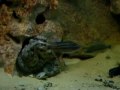 Mon poulpe dans l'aquarium