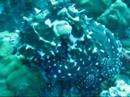 Rainbow-Scuba Live-Aboard Mergui Archipelago, Burma Rainbow-Scuba Live-Aboard Mergui Archipelago, Burma