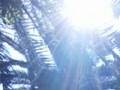 Relaxation piano music Video
