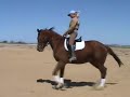 Phantast 2000 Trakehner Gelding