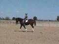 Phantast 2000 Trakehner Gelding