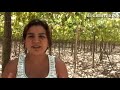 aprendiendo a cultivar uvas.flv