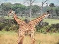 Masai Mara Giraffe sparring
