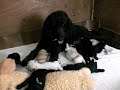19 day old puppies 19 day old puppies