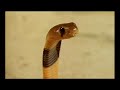 increbles-fauces-de-serpientes.html