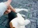 2 heleeee schattige hondjes+kat 2 heleeee schattige hondjes+kat