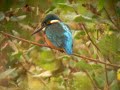 Kingfiher (Alcedo atthis) Kingfiher (Alcedo atthis)