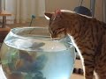 Cat Kissing a Fish