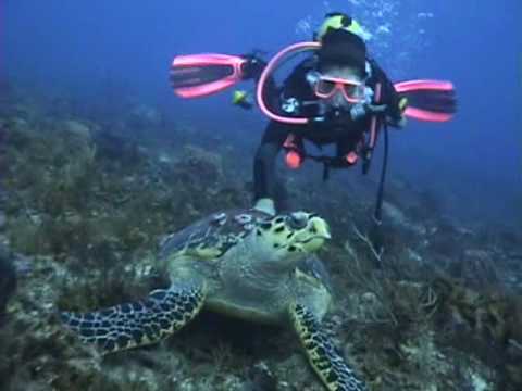 tortugas