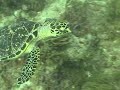TORTUGAS