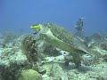 TORTUGAS