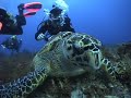 TORTUGAS