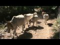 el canton los amates las vacas de Don Tomas