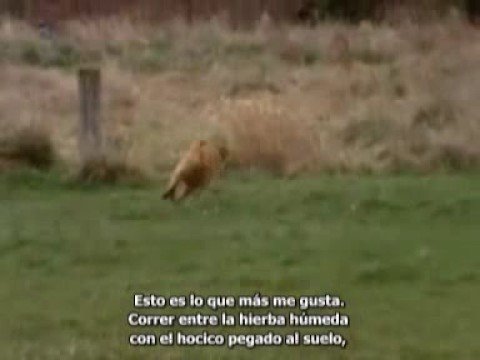 Imagen de previsualización de YouTube