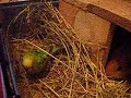 Jocke & Felix. Budgie and guinea pig, a great team!