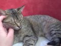 Many gorgeous cats ready for adoption!