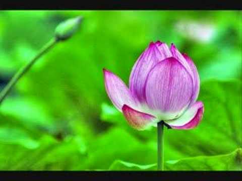 attitude videos - Gratitude and appreciation bring more into our lives to be grateful for! How cool is that? Music: Michael Zanabili http://michaelzanabili.com/ CD: Lava Song:...