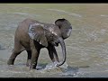 African Plains