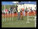 Bek Rhodesian Ridgeback National Specialty 2008 Novice A JWW