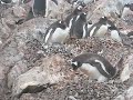 Gentoo Colony Gentoo Colony