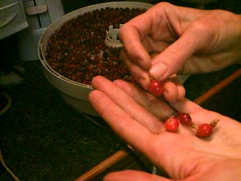 how to harvest rose hips