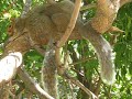 Squirrel Massage Squirrel Massage