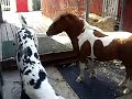 Great Dane Mini Horse Around Great Dane Mini Horse Around
