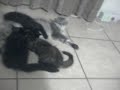 Kitten Feeding Frenzy!