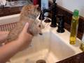 Doogie's First Bath - Part 2