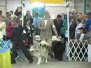 Sunflower Cluster Dog Show w/ Jeff Dunbar