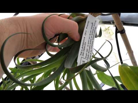 how to fertilize vanilla orchid