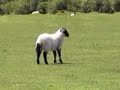 'Sheep on Dartmoor.'  by  raYTurner