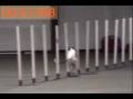 videos de Boing! on FCI and AKC weave poles