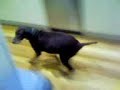 Dog violently eats cat