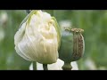 re-101-east-thailands-new-prime-minister-09-feb-08-part-2.html