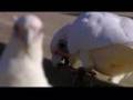 AUSTRALIA's WILD PARROTS & COCKATOOS - PBS SPECIAL - Part 2 of 2
