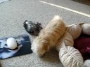 my puppy coco