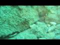 Cuttlefish, Octopus and other intresting sea creatues