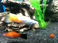 Sailfin Mollies Mating